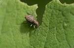 tobiirohyoutanzoumusi124m_s.jpg