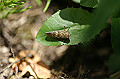 himesiroobiawafuki137_s.jpg