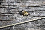 kisujikanmuriyokobai043m_s.jpg