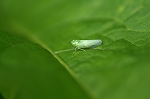 kuwakiyokobai069m_s.jpg
