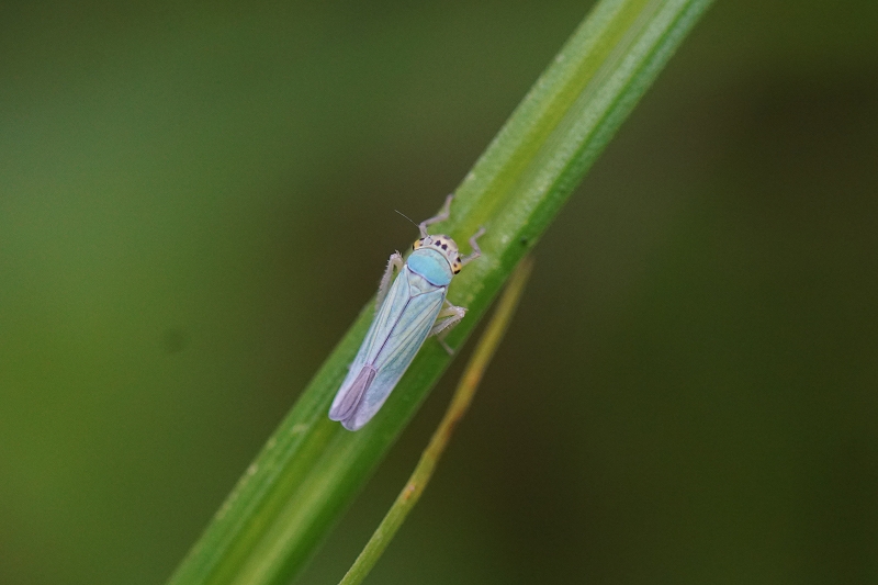 ooyokobai031m.jpg