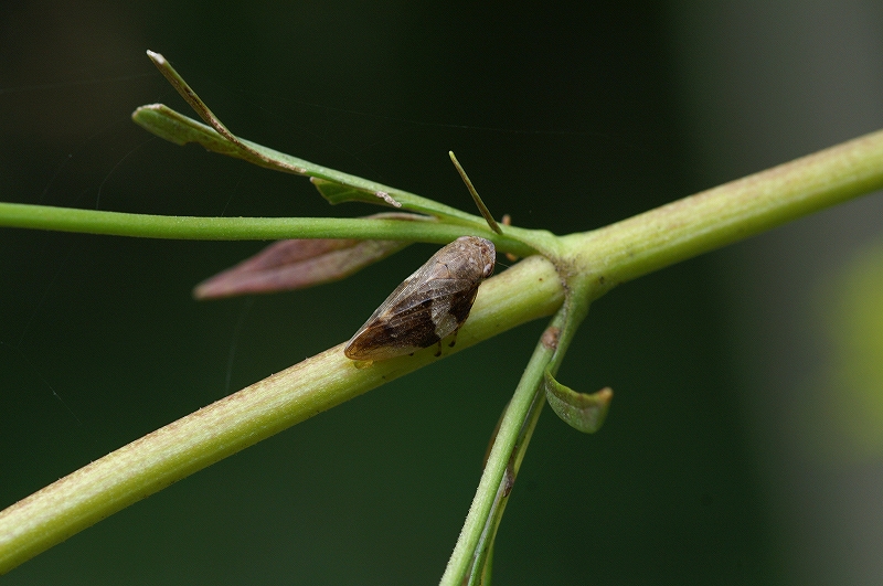 siroobiawafuki038.jpg