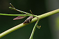 siroobiawafuki038_s.jpg