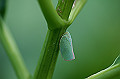 aobahagoromo049_s.jpg