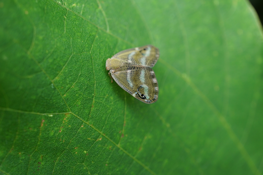 bekkouhagoromo114.jpg