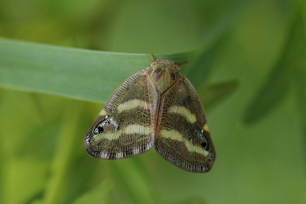 bekkouhagoromo611m.jpg