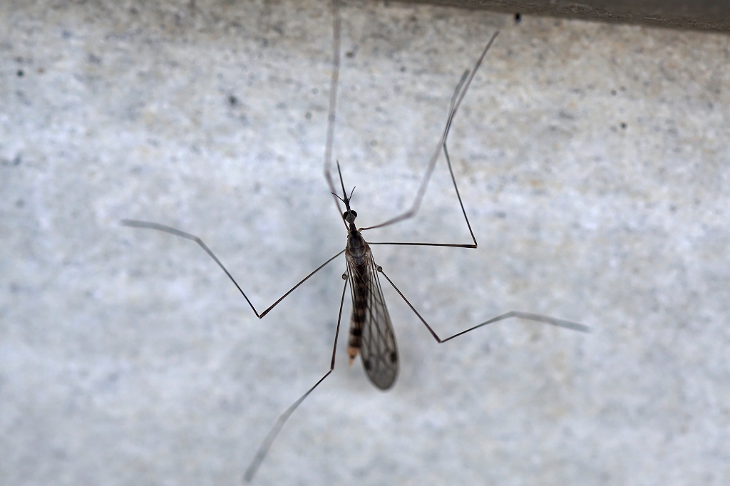 Geranomyia002m.jpg