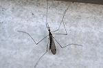 Geranomyia002m_s.jpg