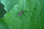 daisenhosogaganbo031m_s.jpg