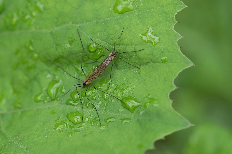 daisenhosogaganbo105m.jpg