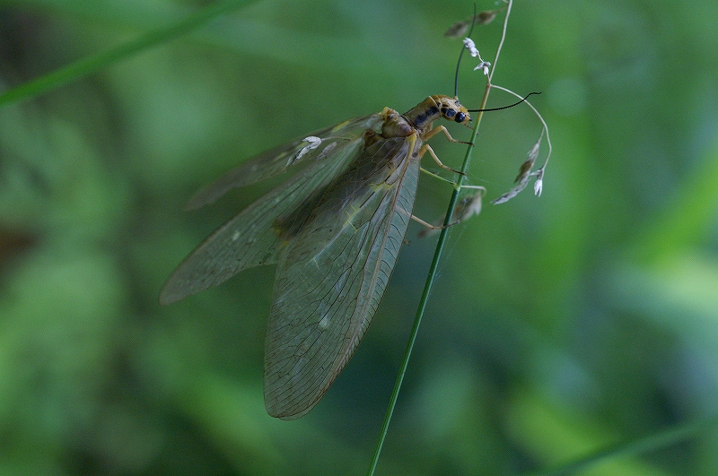 hebitonbo021.jpg