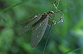 hebitonbo021_s.jpg