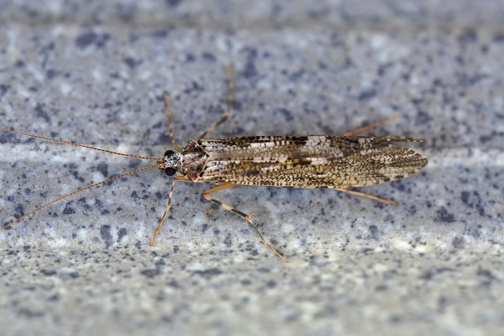 higenagakawatobikera096m.jpg