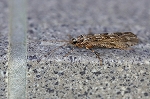 higenagakawatobikera102m_s.jpg