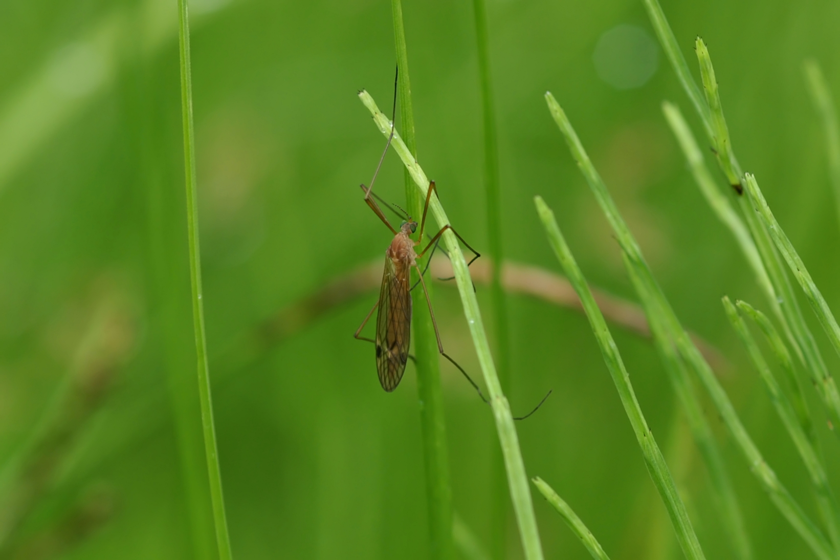 kiasigakanbo039m.jpg