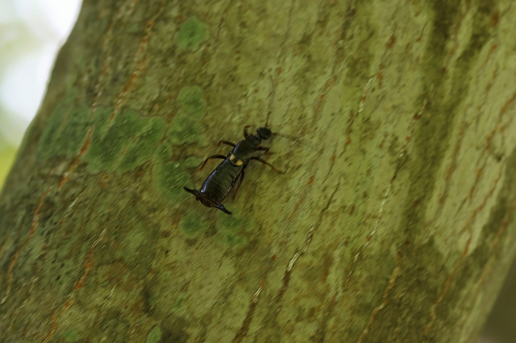 kobuhasamimusi016m.jpg