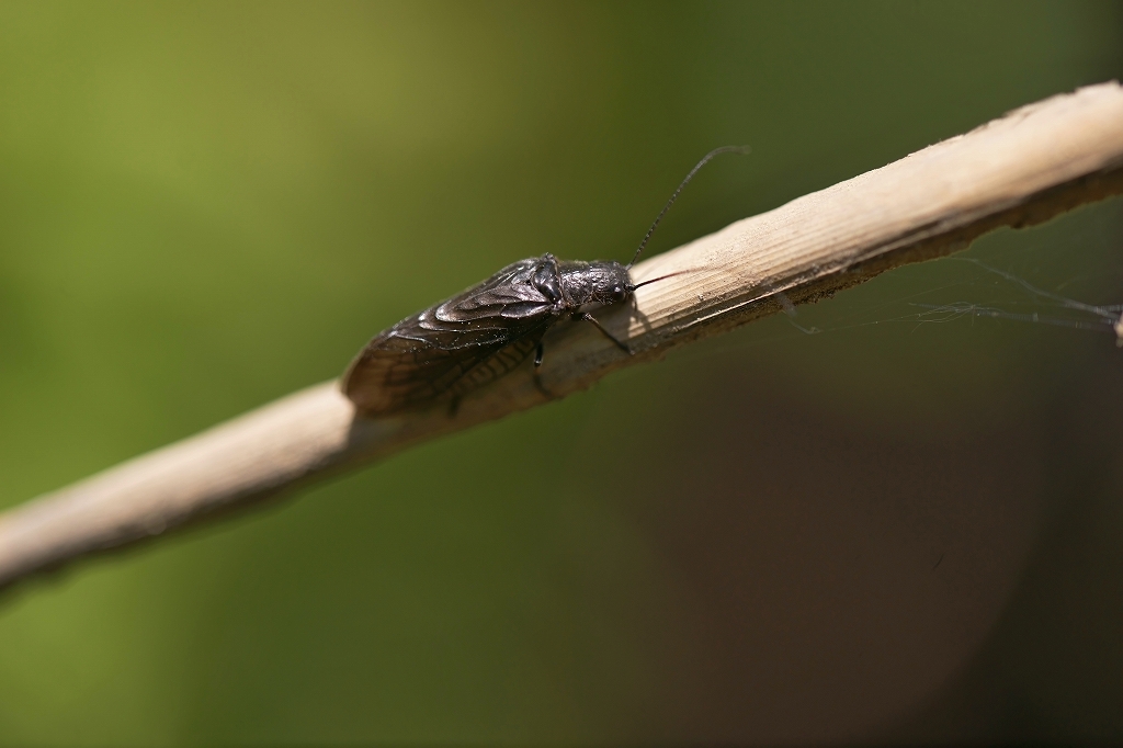 kurosenburi187m.jpg