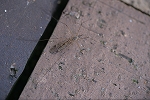 moiwagaganbo123_s.jpg