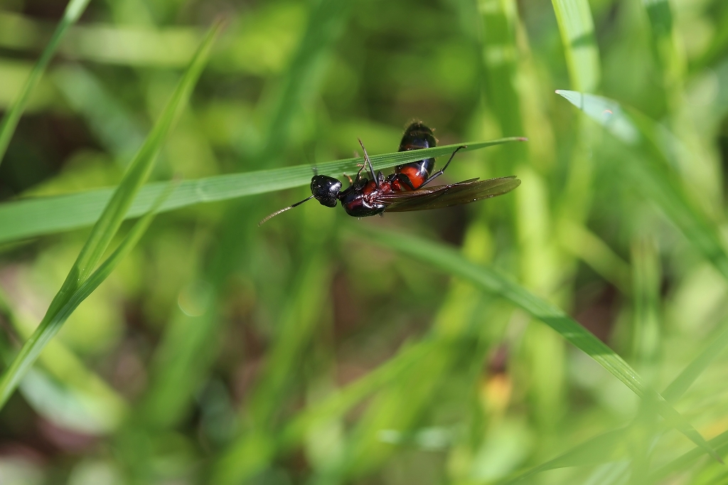 muneakaooari082m.jpg