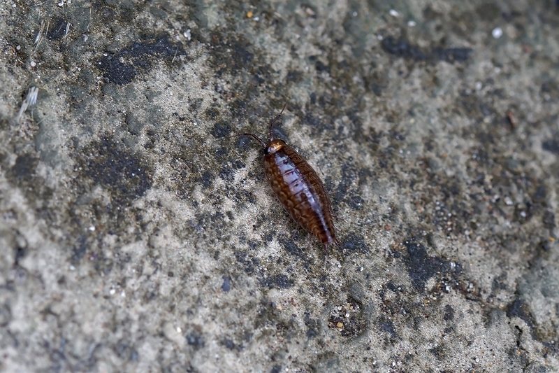 nihonhimefunamusi185m.jpg