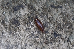 nihonhimefunamusi185m_s.jpg