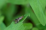 puraiasiriage163m_s.jpg