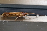 touyouusubakitobikera110m_s.jpg
