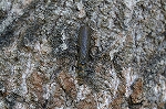 yamatohimekawagera325m_s.jpg