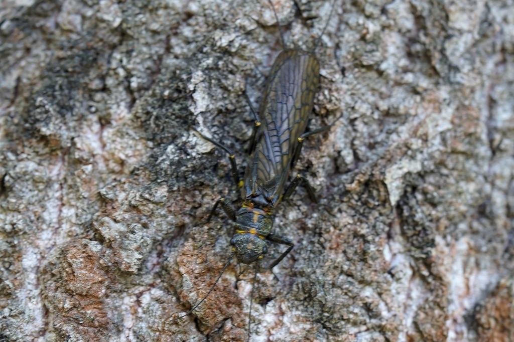 yamatohimekawagera365m.jpg