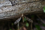 yatigakanbo055_s.jpg