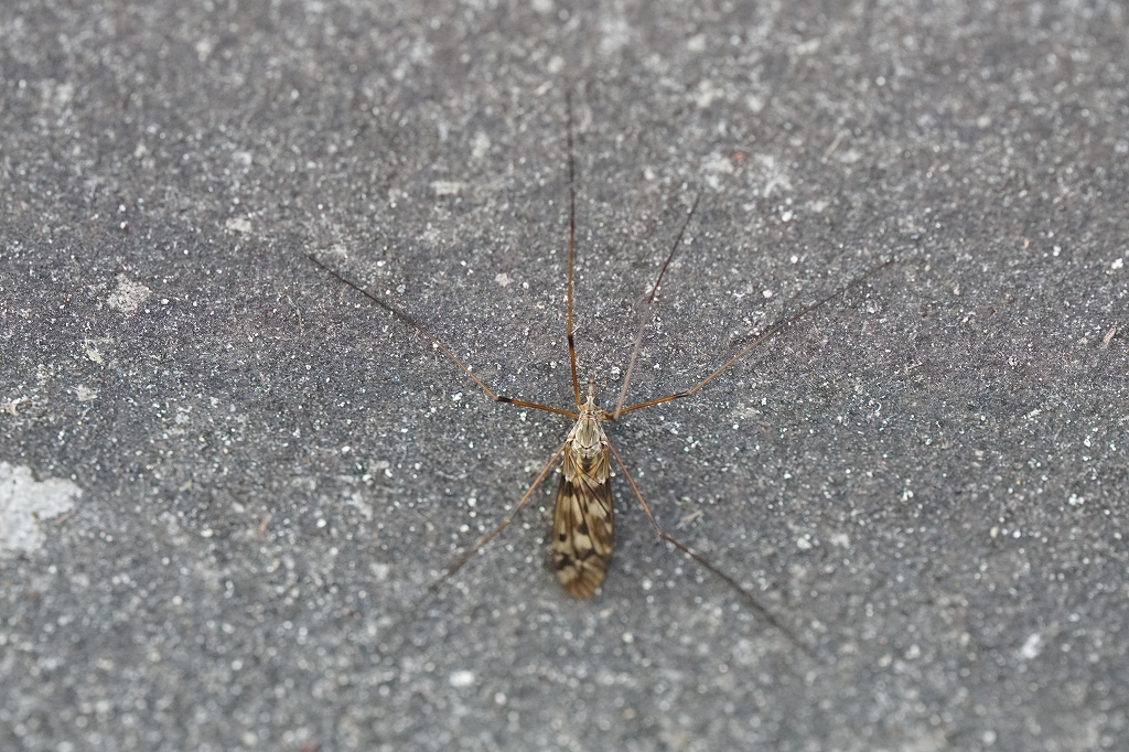 yatinokogirigaganbo003.jpg