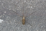 yatinokogirigaganbo003_s.jpg