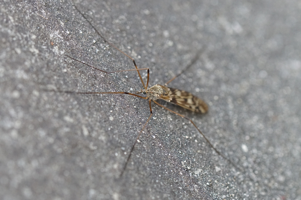yatinokogirigaganbo008.jpg