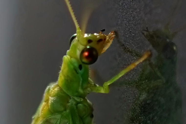 yotubosikusakageroumo.jpg