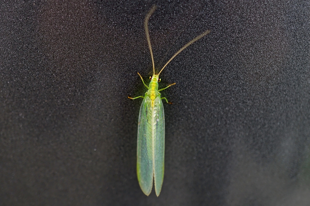 yotubosikusakagerou040m.jpg