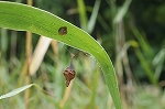 ootorinofundamasi003m_s.jpg