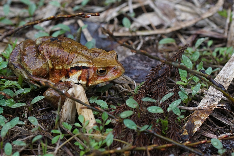azumahikigaeru010.jpg