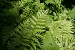 himesida025_s.jpg