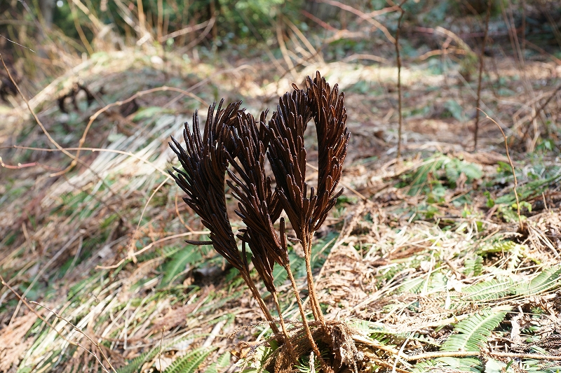 inugansoku081.jpg