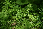 kuramagoke010_s.jpg