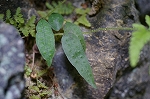 mitudeurabosi228_s.jpg