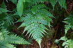 miyamabenisida093_s.jpg