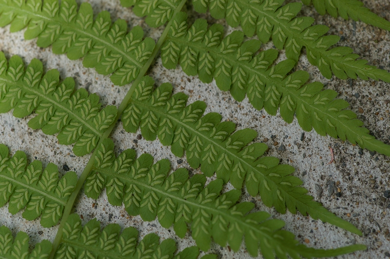 mizosida022.jpg