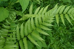 mizosida123_s.jpg