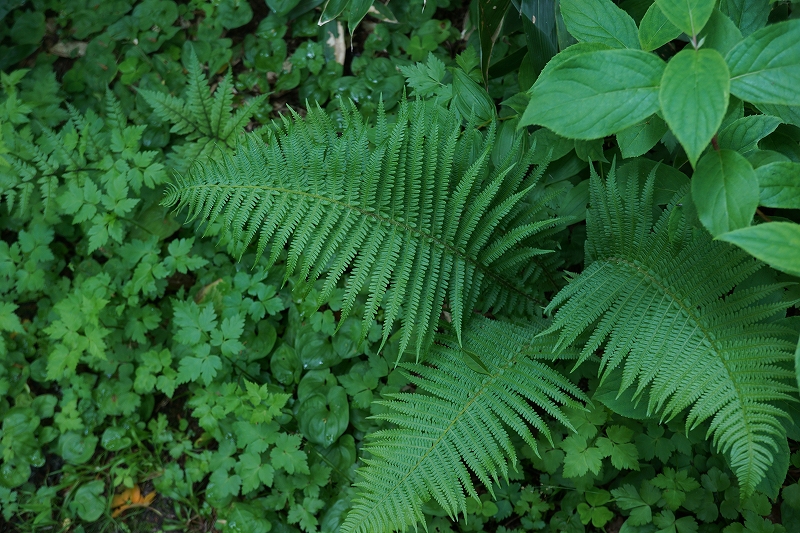 oobasyorima052.jpg