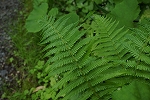 oobasyorima184_s.jpg