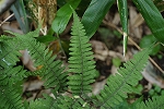 oosatomesida274_s.jpg