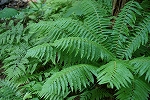 osida014_s.jpg