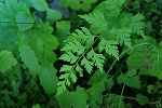 ourensida042_s.jpg