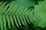 sakageinode286_s.jpg
